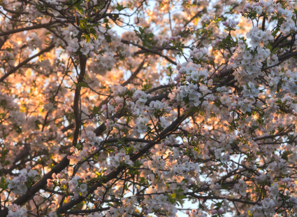 Самое яркое мероприятие этой весны – цветения яблони Сиверса - 2019!